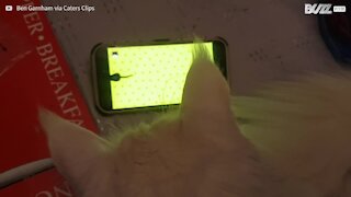 Ce chat chasse les souris... sur un smartphone!