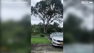 Une violente tempête fait tomber un arbre sur les lignes électriques