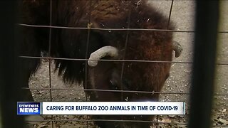 Caring for Buffalo Zoo animals in time of COVID-19