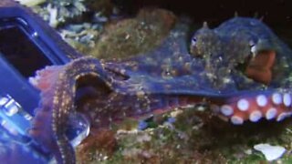 Octopus attempts to steal diver's camera