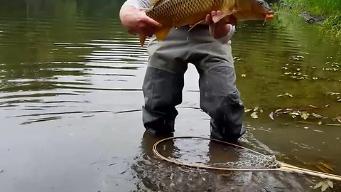 WOS Carp release (BSmith)