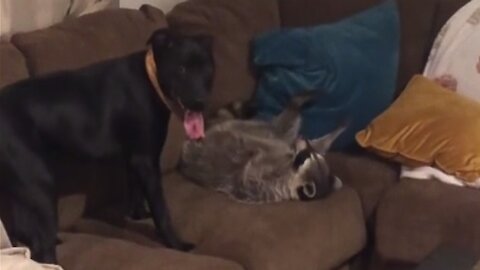 Epic Wrestling Match Between Dog And Raccoon
