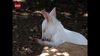 Adorable Baby Animals