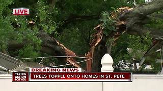 Tree falls onto homes in St. Petersburg