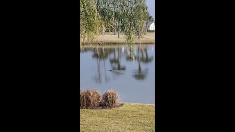 Enjoying the view of stella the gator at a client pt. 1's house