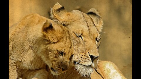 beautiful love between a lion and a lioness 😍😍😍😍😍