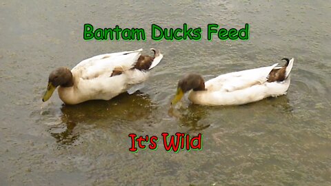 Bantam Ducks Feed On Aquatic Life