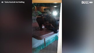 Bear bites down on Jacuzzi cover