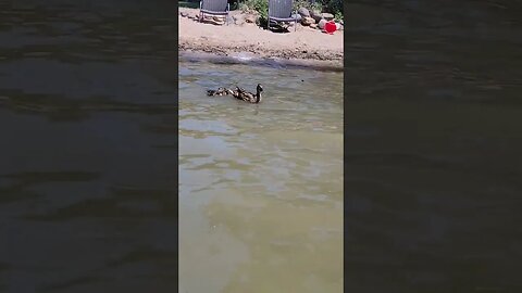 baby ducks at beach