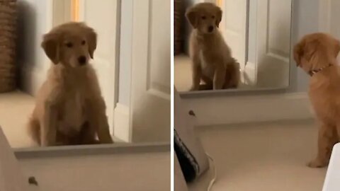 Puppy completely baffled by his mirror reflection