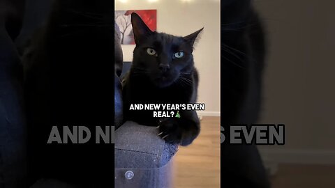Crimbo Limbo is real🤔 #cat #blackcat #christmas #newyear #newyears #leonthecatdad #relatable