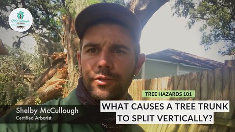 Tree Hazards 101 - Split Trunk Trees | What Causes a Tree Trunk To Split Vertically?