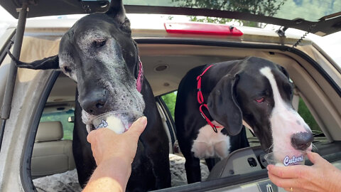 Great Danes Enjoy Tasty Custard Pup Cups