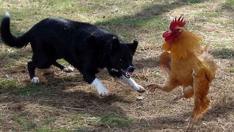 Chickens vs dogs - funny fight video who wins?