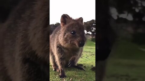 Cute funny Quokka -116