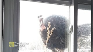 Knock Knock! Wild turkey pecks loudly on basement window