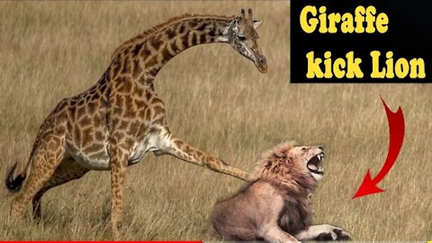 Lion vs Giraffe who will win