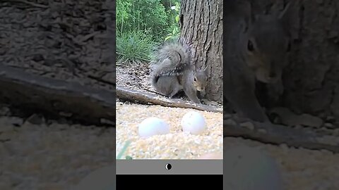 Squirrel 🐿️waits for girlfriend 🐿️to climb down #cute #funny #animal #nature #wildlife #trailcam