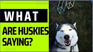 Can Huskies Talk and What are They Saying?