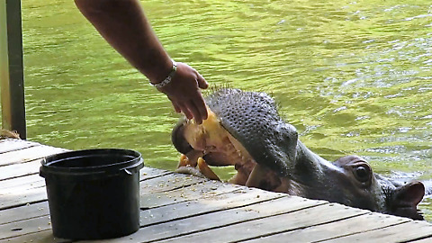 Friendly Hippo Amazingly Joins Tourists For Favorite Snacks