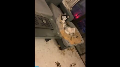 Husky destroys the entire couch!