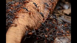 Exército de formigas arrasta piolho de cobra gigante