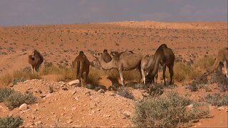 Desert amazing view