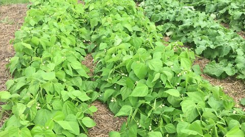 Crazy Spaghetti Squash #156 Heirloom Organic Vegetable Garden Series Aug 10th, 2021