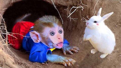 Animal Monkey Funny and Cute Baby Bunny Rabbit Videos in the Hole