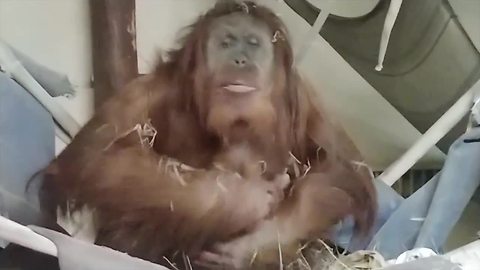 Cheyenne Mountain Zoo welcomes baby orangutan