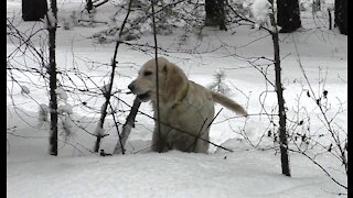 Golden Retriever, loving to chew on the branches