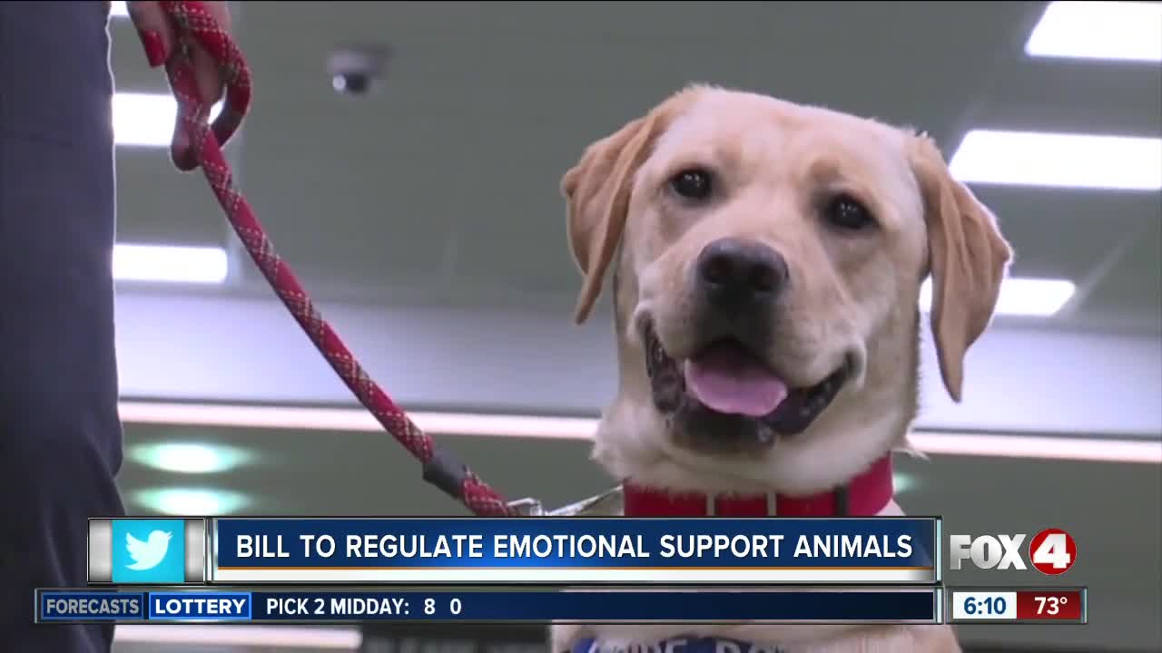 New bill would crack down on misuse of emotional support animal designations