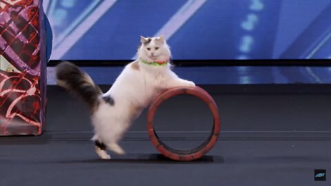 The Savitsky Cats: Super Trained Cats Perform Exciting Routine - America's Got Talent