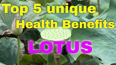 Top 5 Unique Health Benefits of Lotus- Lotus pond near Siem Reap downtown