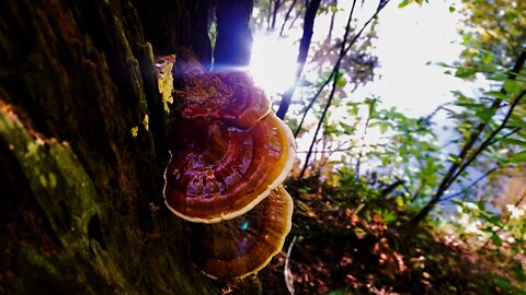 How to make a Reishi Mushroom Tincture. Foraging wild mushrooms. Herbalism. How to Fornite.