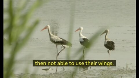 Electricity and drought killing white storks