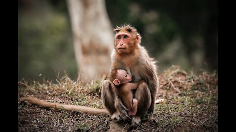 Amazing Way Monkey Feeds there child in the jungle - motherly Care