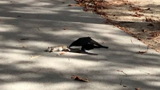 Crow shows pizza rat who's boss