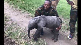 Filhote de elefante prematuro é resgatado de helicóptero