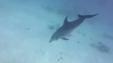 Tauchen mit Delfin und Napoleon in Hurghada, Rotes Meer 2015; Diving with Dolphin Hurghada, Red Sea3