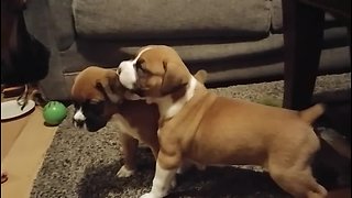 Grouchy dog breaks up harmless puppy fight