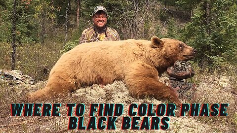 Where to Find Color Phase Black Bears