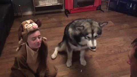 Girl In Dog Costume Helps Alaskan Malamute Practice Tricks