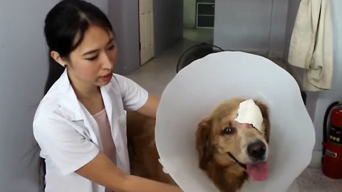 Injured Golden Retriever Took Himself To The Vet And Got Treatment