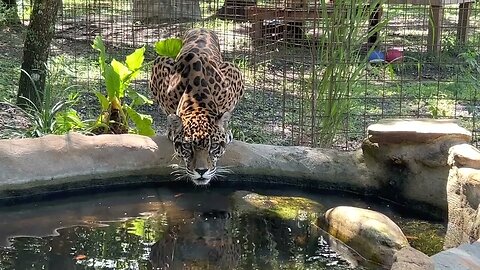 UPDATE - Manny Jaguar finally pooped! He is 16 and having health issues.