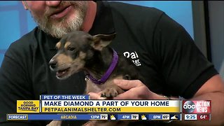 Pet of the week: Diamond loves receiving belly rubs