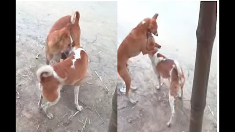 Cute indian baby Dog lovely fight