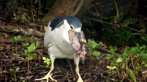 Black Crowned Night Heron Hilariously Tries to Eat Large Cut of Meat