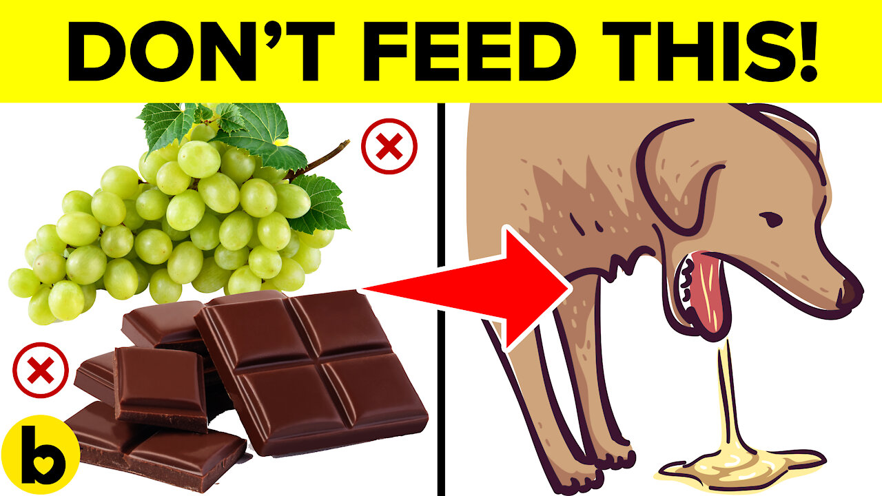 9 Foods That Will Kill Your Dog