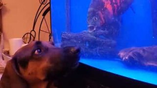 Cão e peixe brincam separados por vidro do aquário